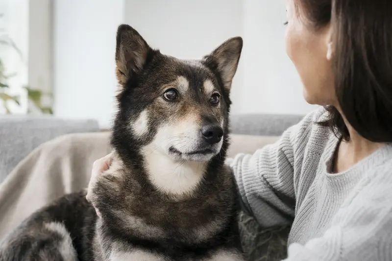 Emotionale Nahaufnahme eines Ainu-Hundes mit aufmerksamem Blick im weichen natürlichen Licht.